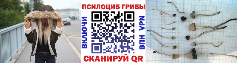 Купить где  Слюдянка  Псилоцибиновые грибы мицелий 